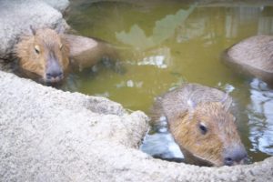 夏休み お出かけ 関西 穴場